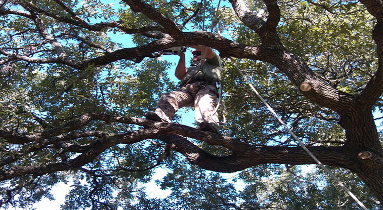 TREE SERVICE CAPE CORAL